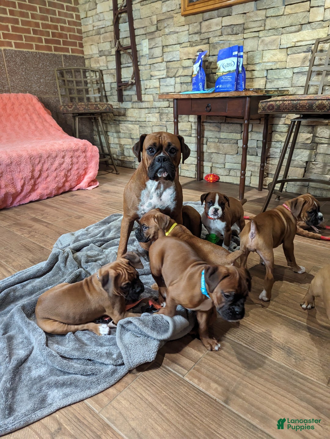 Gallery Image {{count}}