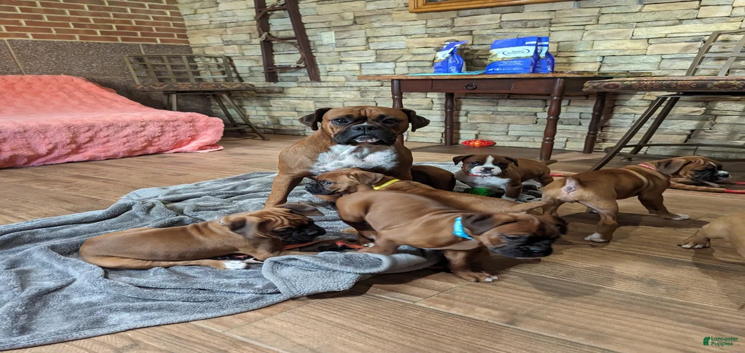 Gallery Image {{count}}