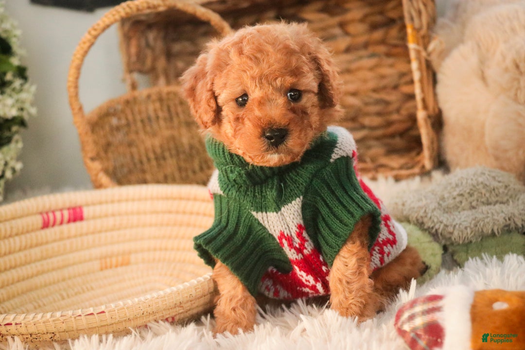 Miniature Poodle dogs for sale: Hudson - Ad 1