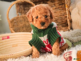 Miniature Poodle dogs Hudson - Ad 38