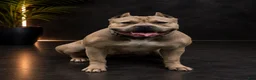 American Bully dogs for sale: Ke - Ad 3