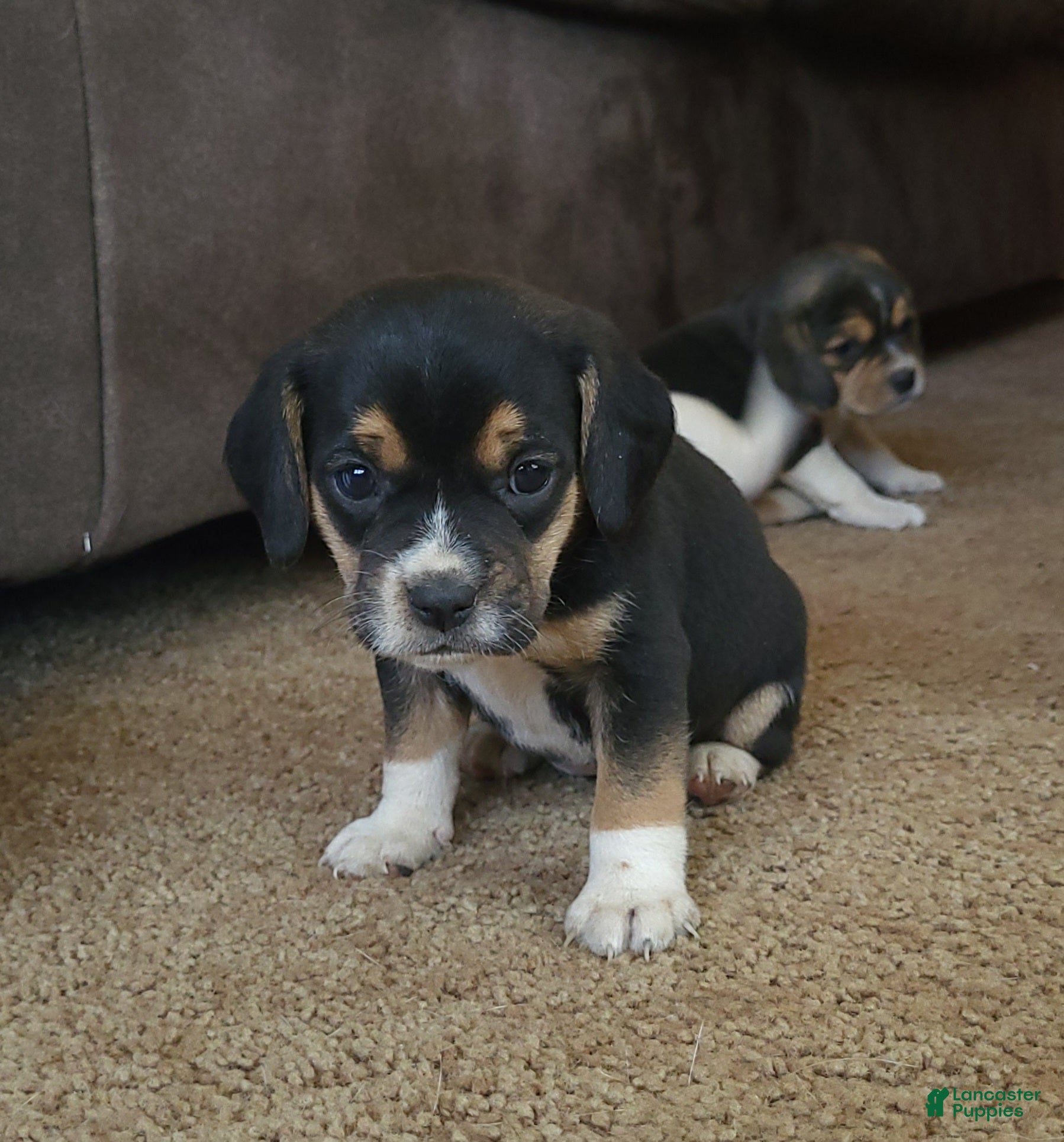 Puggle dogs Daisy  - Ad 2