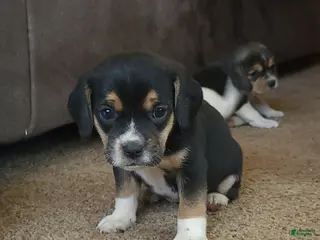 Puggle dogs Daisy - Ad 2