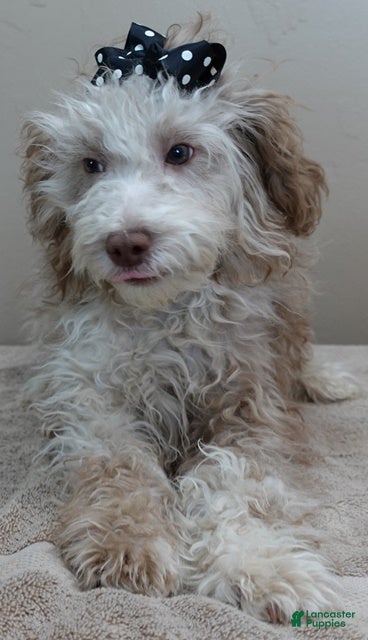 Toy Poodle dogs Chocolate merle rarest color in the world neutered - Ad 27