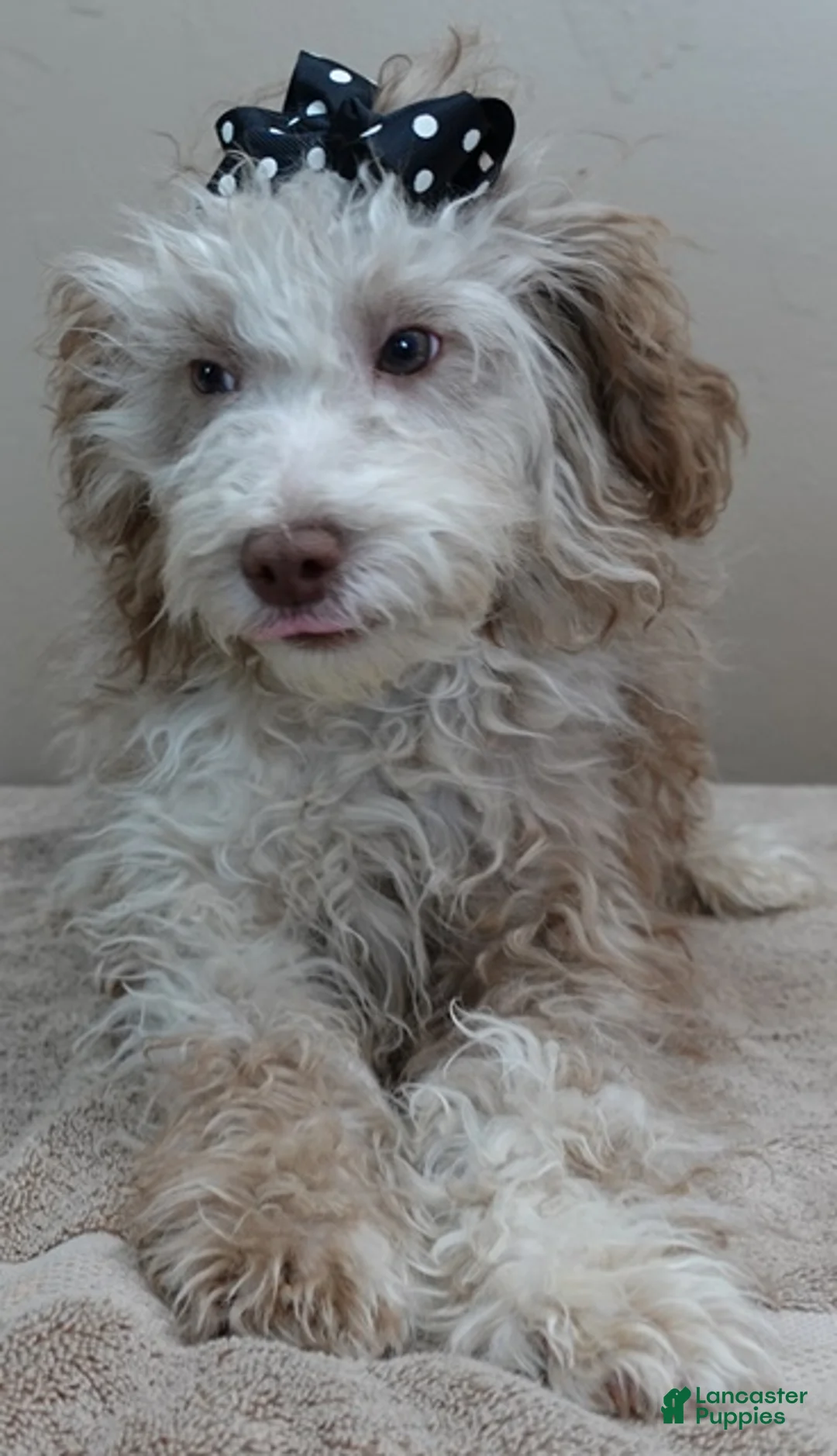 Toy Poodle dogs for sale: Chocolate merle rarest color in the world neutered - Ad 1
