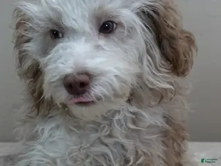 Toy Poodle dogs Chocolate merle rarest color in the world neutered - Ad 27