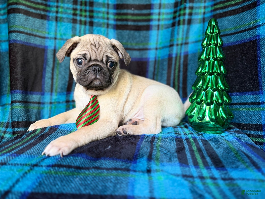 Pug dogs for sale: Nicholas  - Ad 2