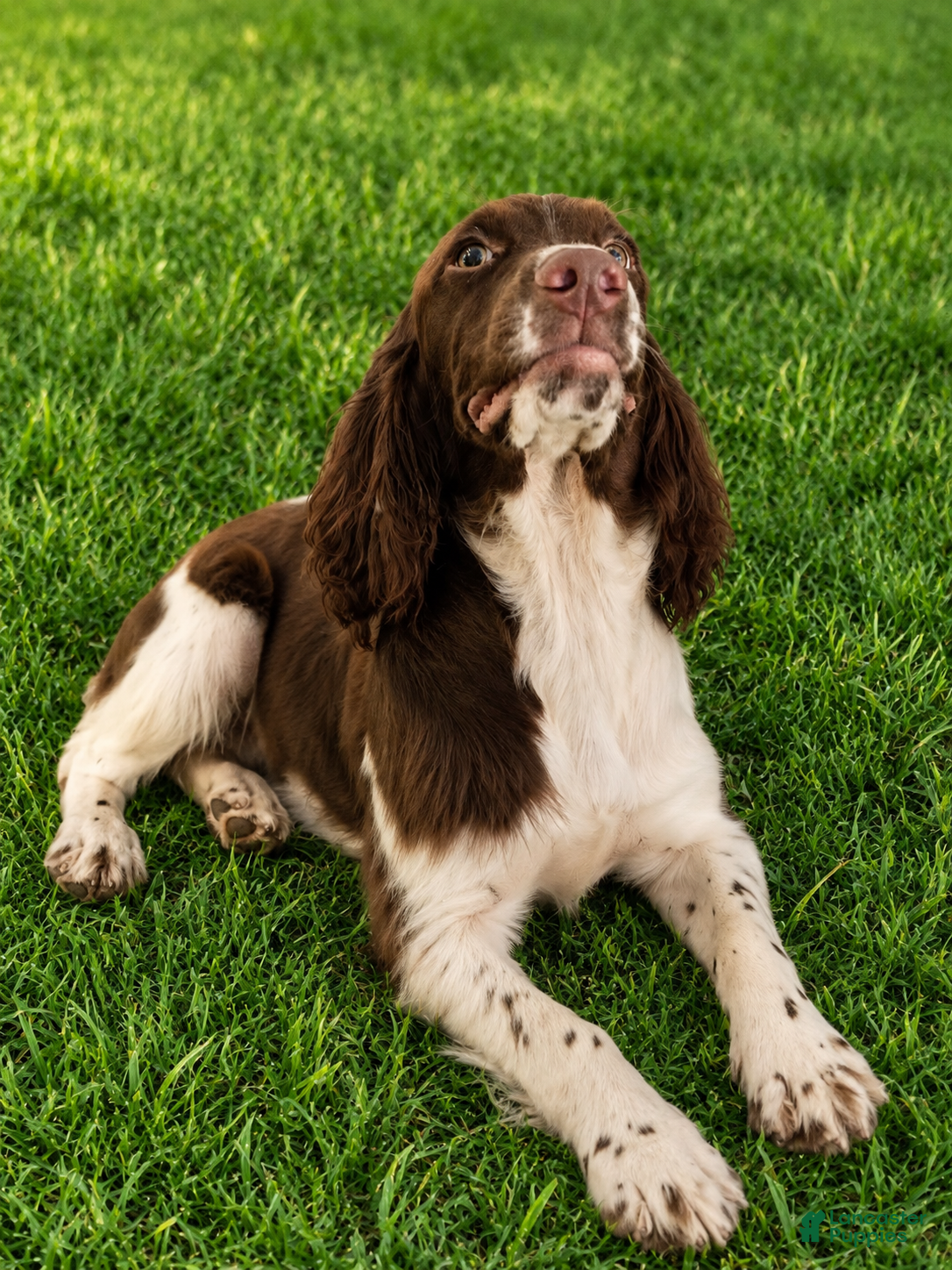 English Springer Spaniel dogs Blanket  - Ad 1