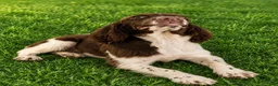 English Springer Spaniel dogs for sale: Blanket  - Ad 1
