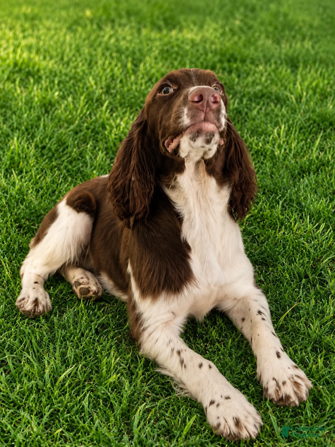 English Springer Spaniel dogs for sale: Blanket  - Ad 1