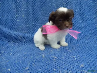 Shorkie dogs Nora - Ad 10