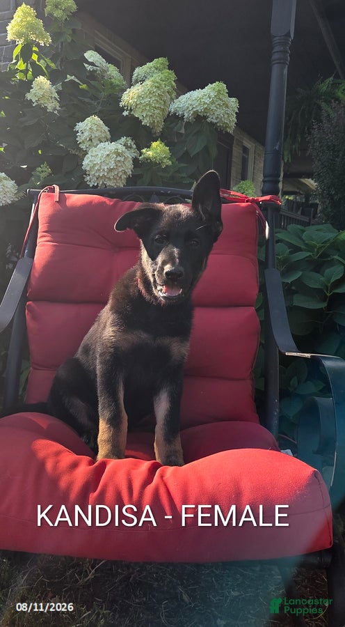 German Shepherd dogs Kandisa - Ad 22