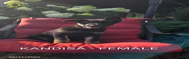 Kandisa