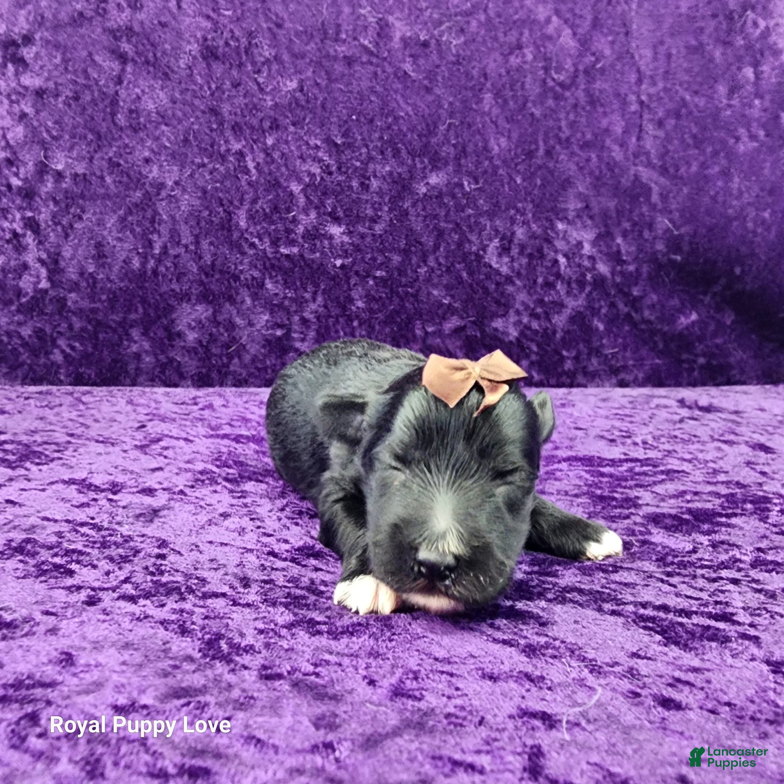 Miniature Schnauzer dogs Gardetto - Ad 36