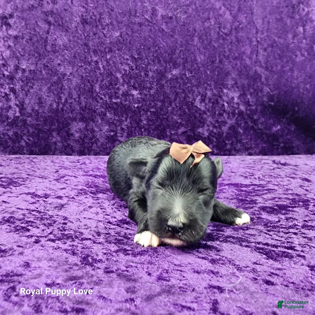 Miniature Schnauzer dogs for sale: Gardetto - Ad 1