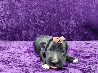 Miniature Schnauzer dogs Gardetto - Ad 36