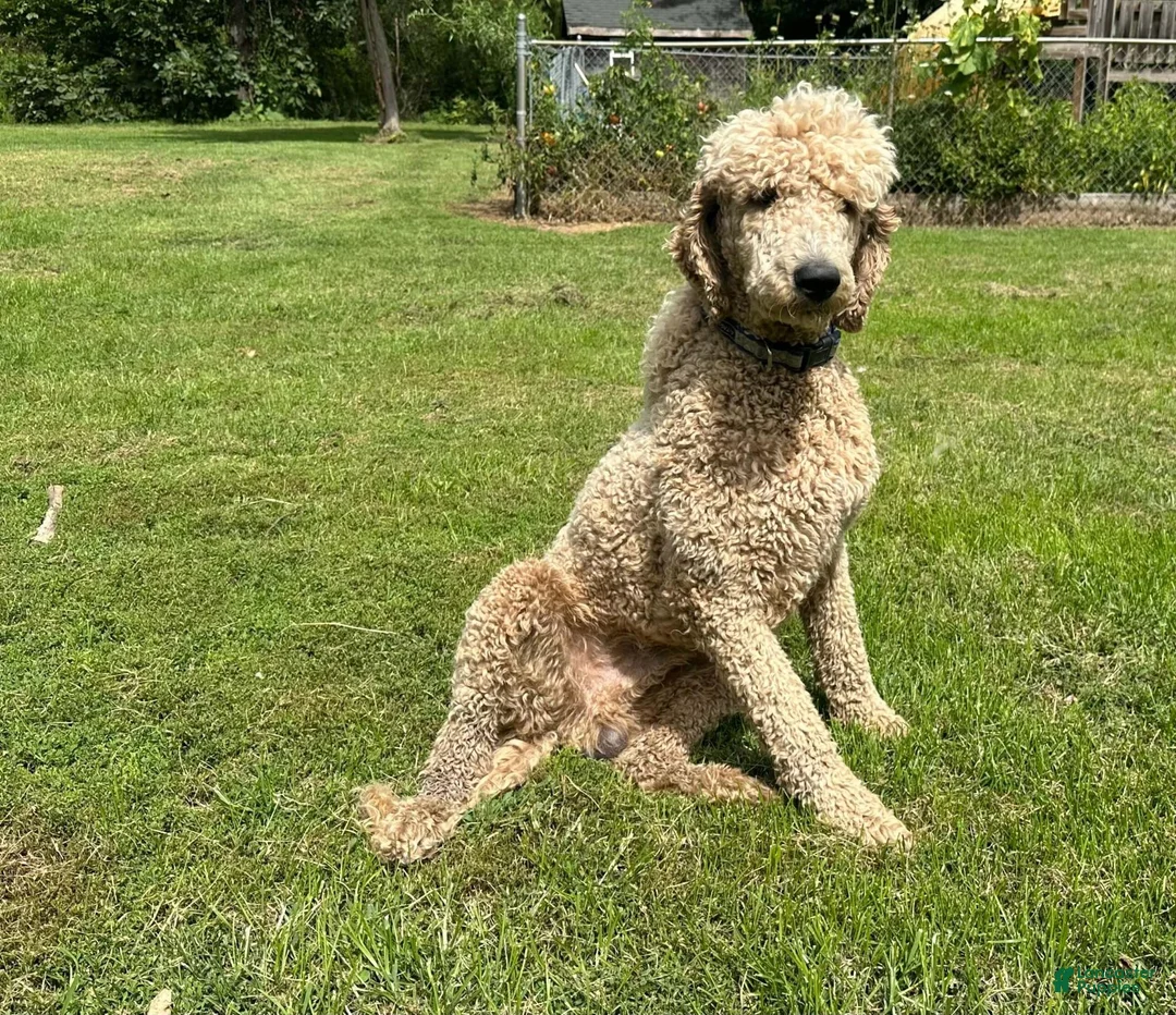 Labradoodle dogs for sale: Cedar (Boy) - Ad 10