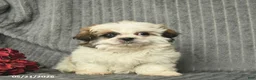 Malshi dogs for sale: Blake - Ad 5