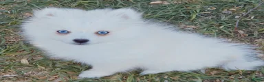 Arctic Fox