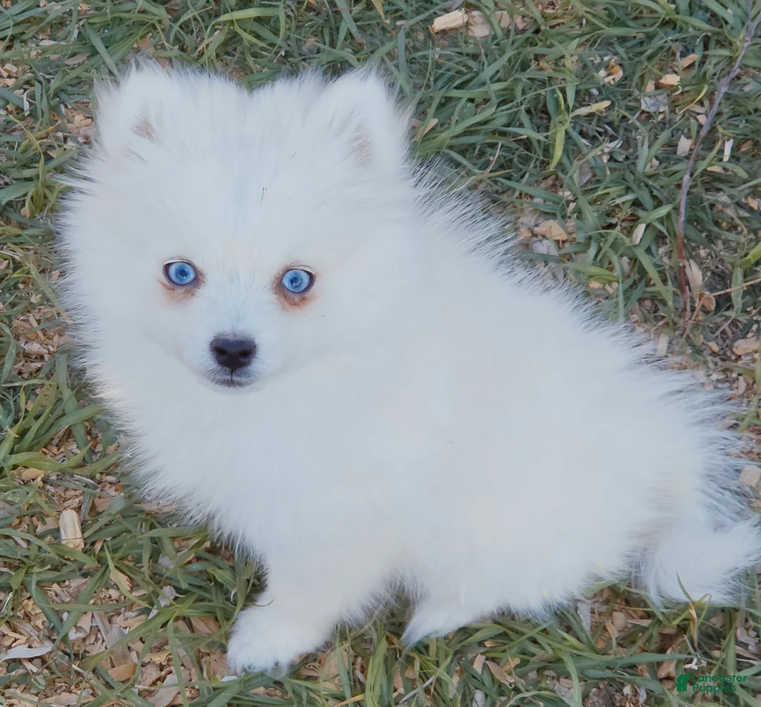 Pomsky dogs for sale: Arctic Fox - Ad 1