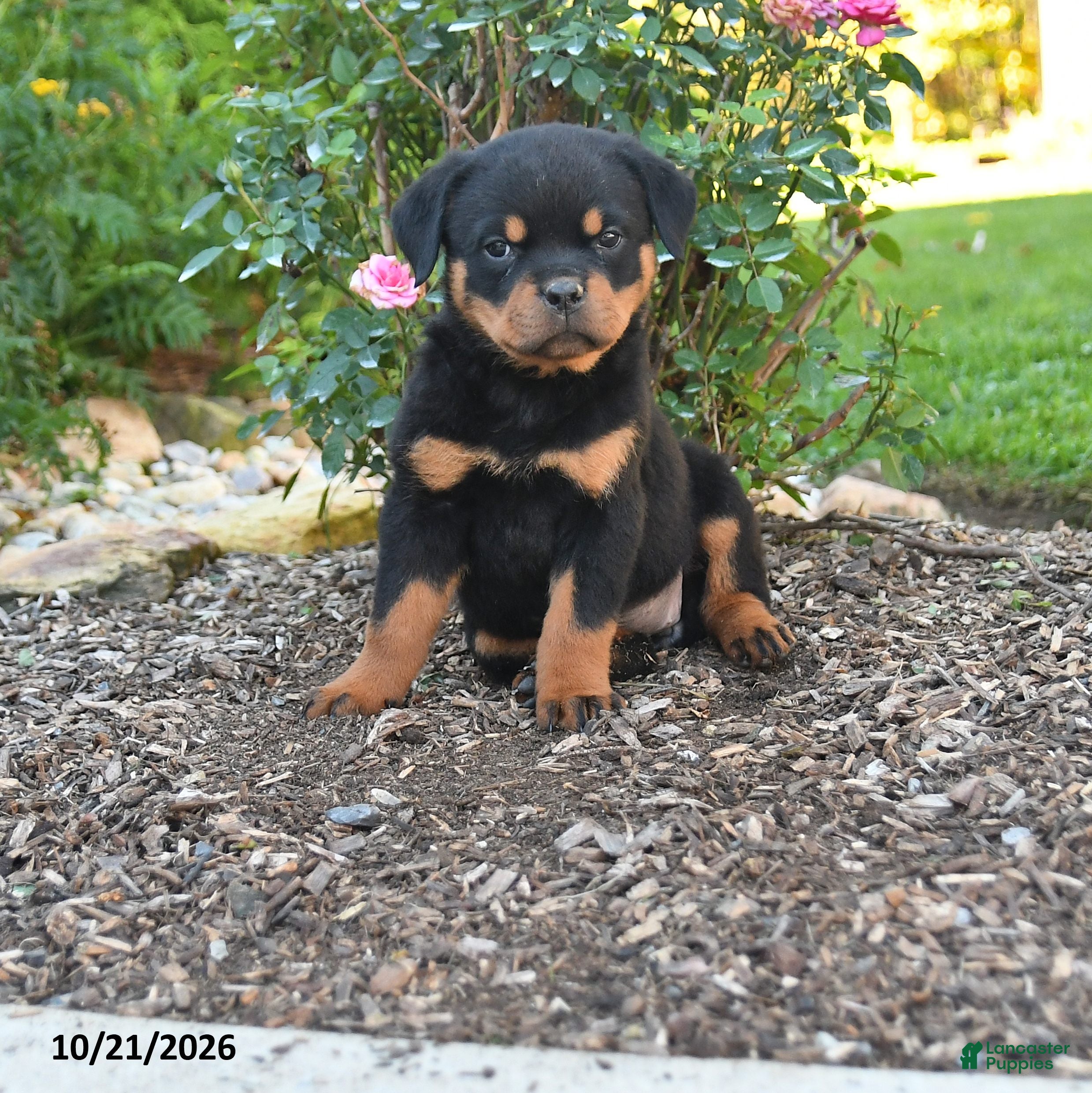 Rottweiler dogs Sable - Ad 1