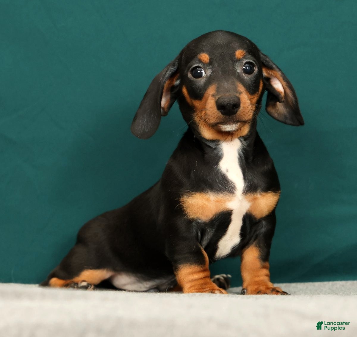 Miniature Dachshund dogs Popsicle - Ad 2