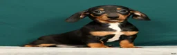 Miniature Dachshund dogs for sale: Popsicle - Ad 2