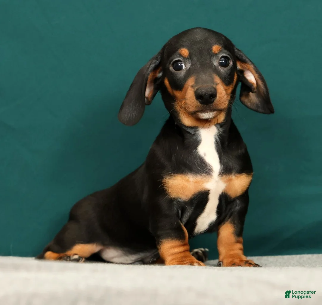 Miniature Dachshund dogs for sale: Popsicle - Ad 2