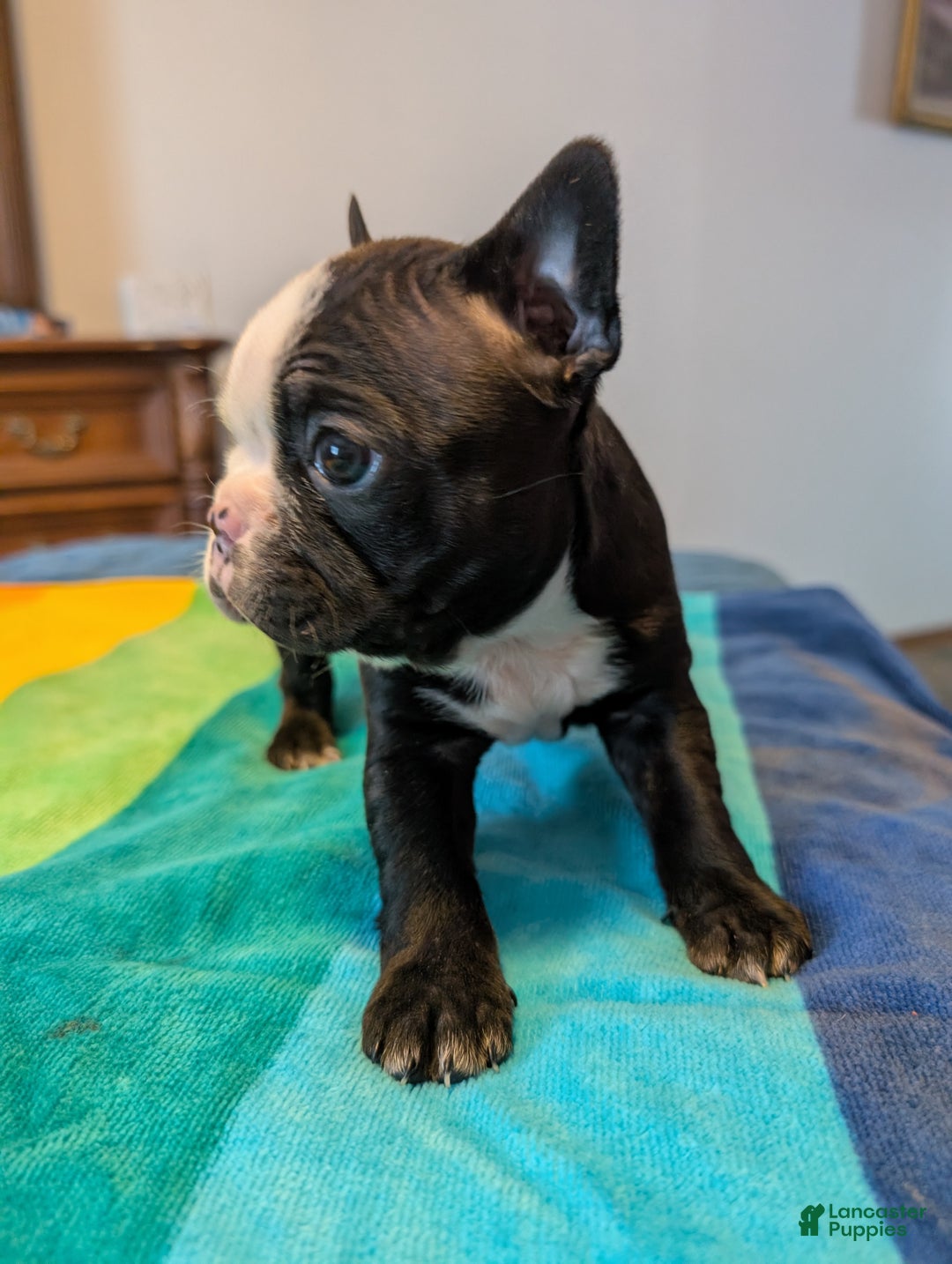 Frenchton dogs for sale: Britt - Ad 3