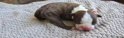 Boston Terrier dogs for sale: Boston Terrier Puppy 1 - Ad 13