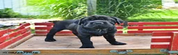 Mini Hippo dogs for sale: Jenny - Ad 7