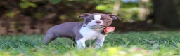 Boston Terrier dogs for sale: Ariana - Ad 4