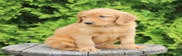 Mixed Breed dogs for sale: Willy  - Ad 3