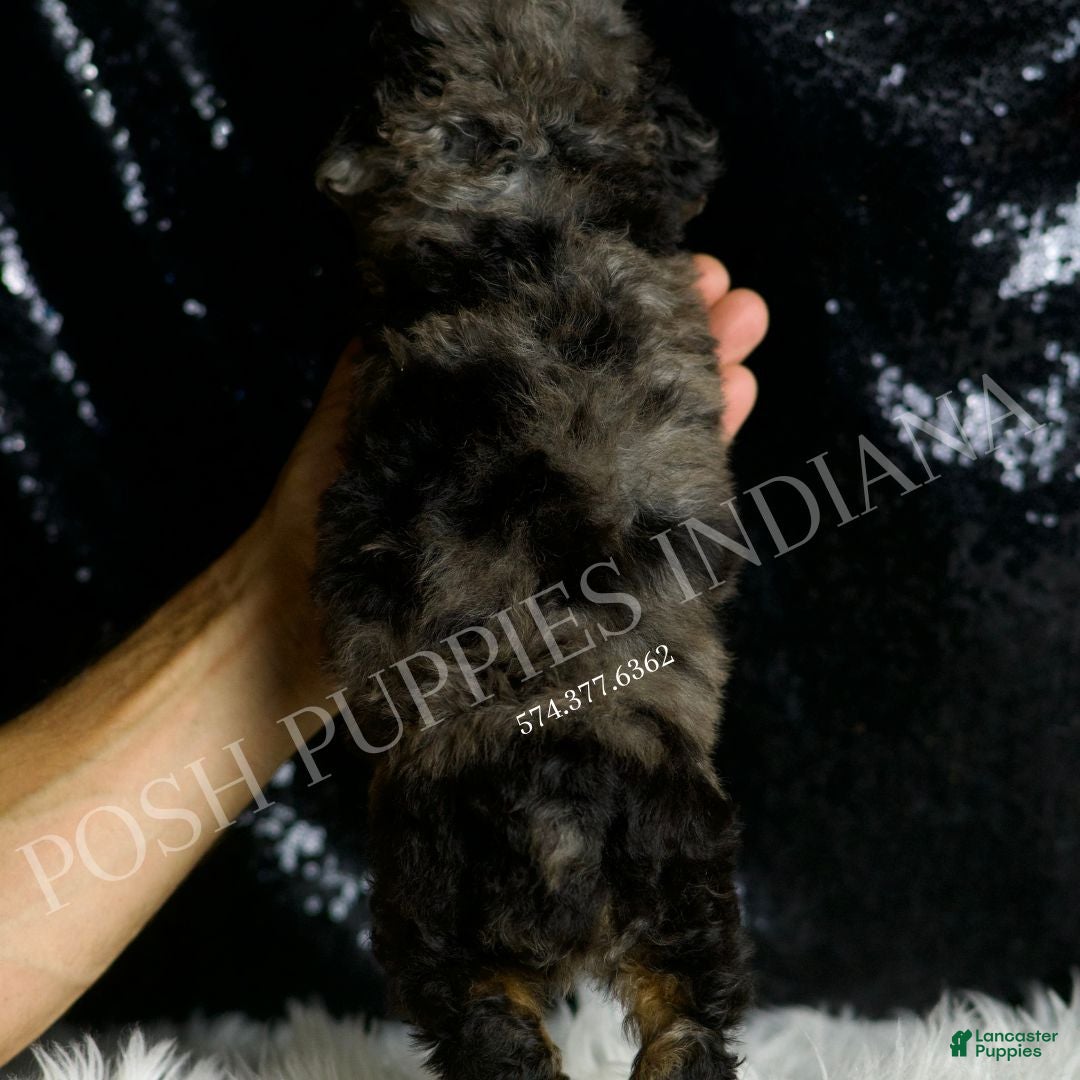 Toy Poodle dogs for sale: Bourbon - Ad 6