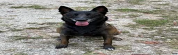 Belgian Malinois dogs for sale: Belgian Malinois 1 - Ad 6
