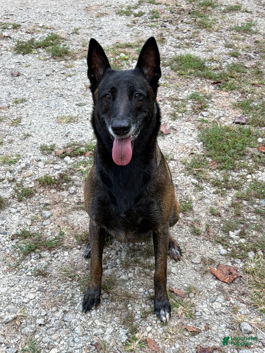 Belgian Malinois dogs for sale: Belgian Malinois 1 - Ad 6