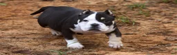American Bully dogs for sale: Black Tri Male - Ad 5