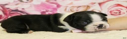 Boston Terrier dogs for sale: Riley - Ad 1