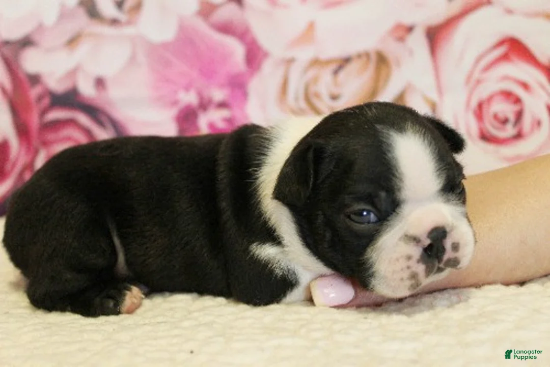 Boston Terrier dogs for sale: Riley - Ad 1