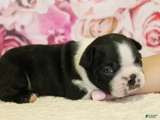 Boston Terrier dogs for sale: Riley - Ad 4