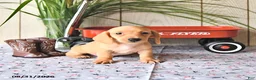 Miniature Dachshund dogs for sale: Ollie - Ad 4