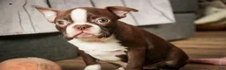 Boston Terrier dogs for sale: Katie - Ad 6