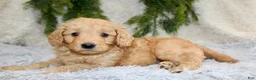 Mini Goldendoodle dogs for sale: Mini Goldendoodle Puppy 1 - Ad 2
