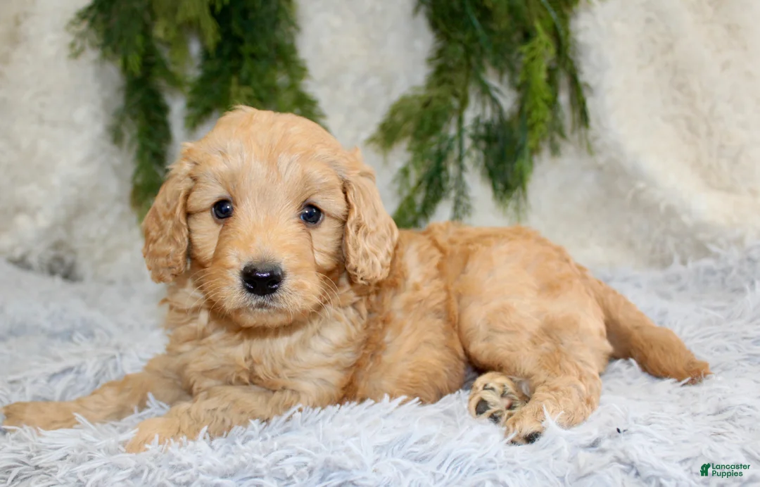 Mini Goldendoodle dogs for sale: Mini Goldendoodle Puppy 1 - Ad 2