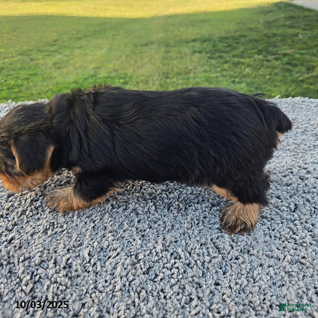 Yorkshire Terrier dogs for sale: Sadie - Ad 3