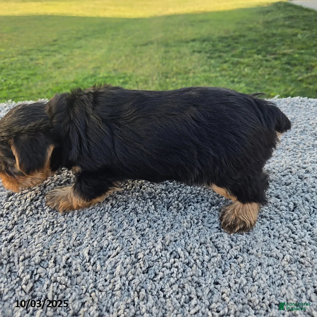 Yorkshire Terrier dogs for sale: Sadie - Ad 3