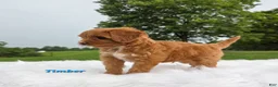 Cavapoo dogs for sale: timber - Ad 4