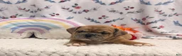 English Bulldog dogs for sale: Missile - Ad 3