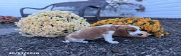 Welsh Springer Spaniel dogs for sale: Luna - Ad 17