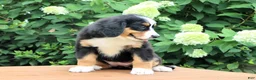 Bernese Mountain Dog dogs for sale: Ruthie - Ad 4